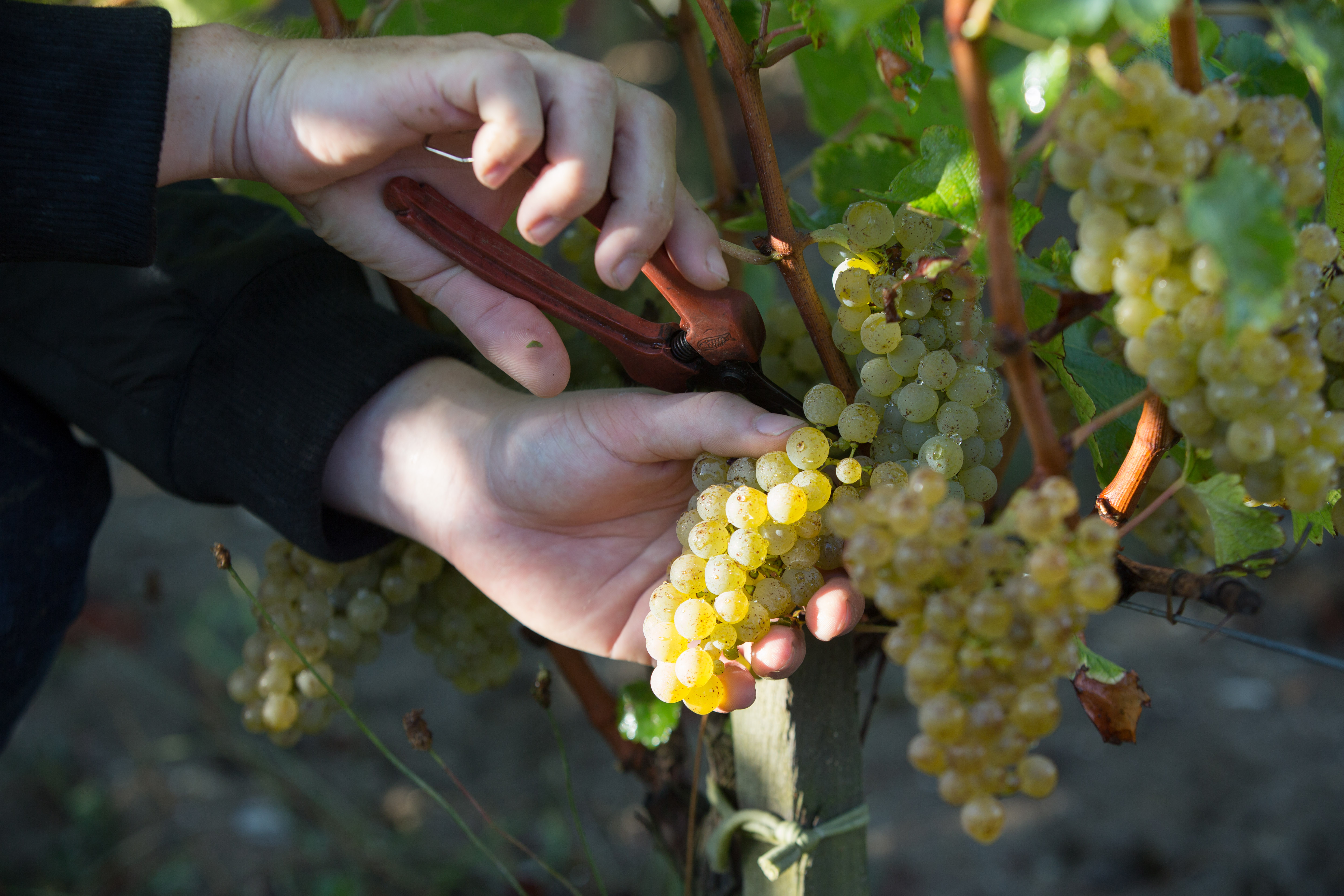 Is White Wine the Future of Bordeaux?